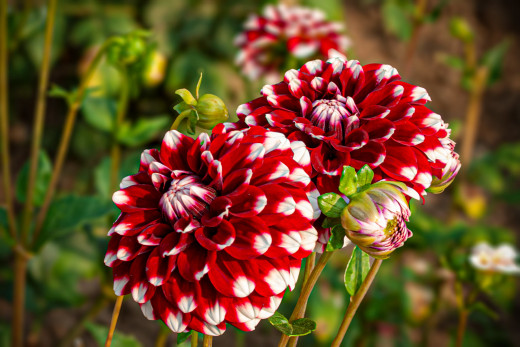 1644695 (a): :2560x1707